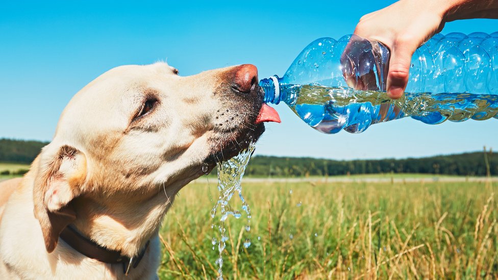 UK weather: How to keep pets cool in hot weather