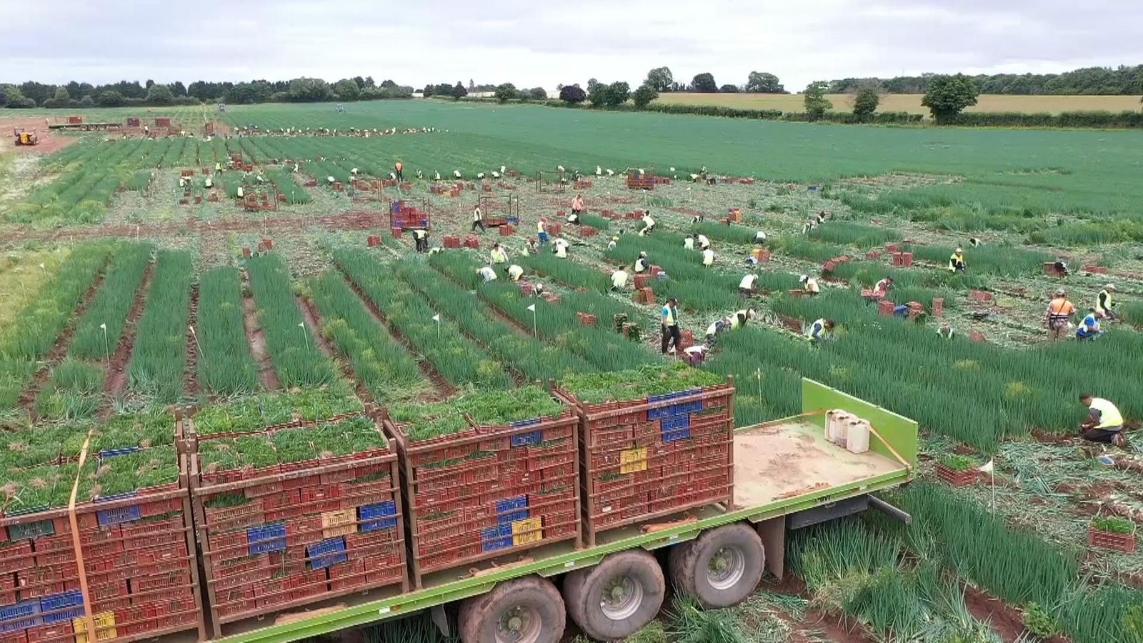 Labour shortages leave tonnes of food unpicked on British farms