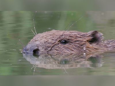 First beaver born in Cheshire for more than 400 years