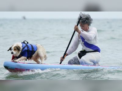 Dog Surfing Championships take place at Poole's Branksome Dene Chine