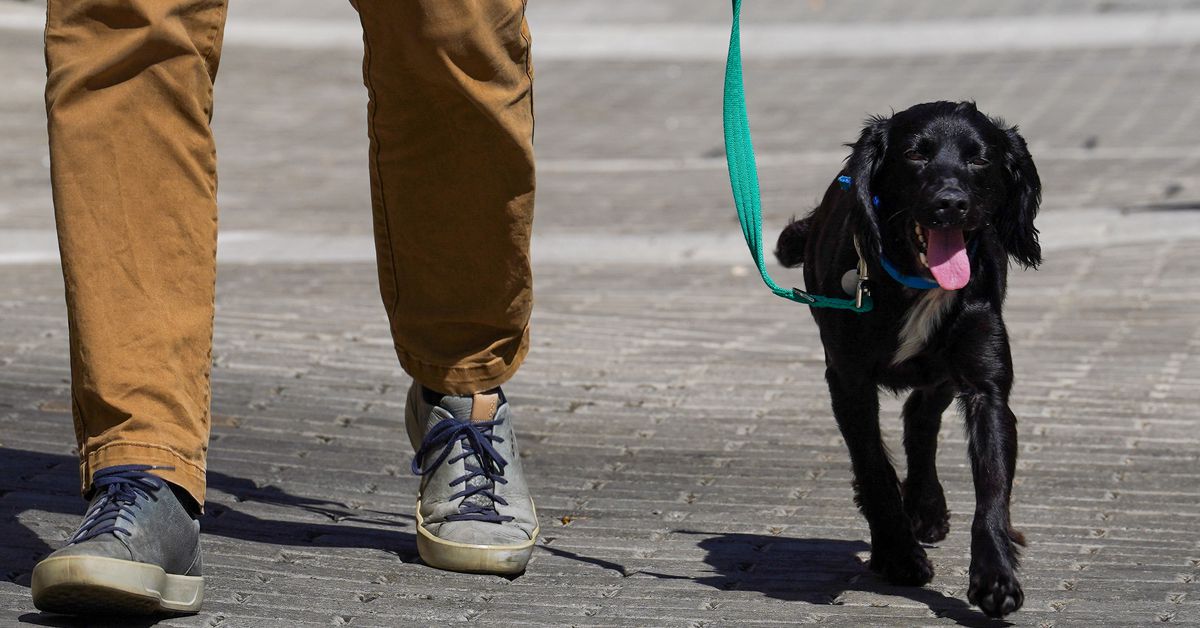 Cash-strapped Britons give up pets as living costs soar