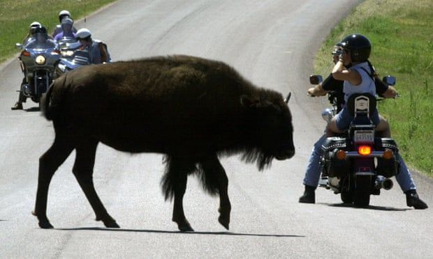 British teenager left partially paralysed after bison attack in US nature reserve