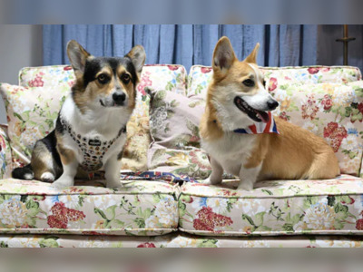Demand For Queen's Favourite Corgi Dogs Hits New High After Her Death