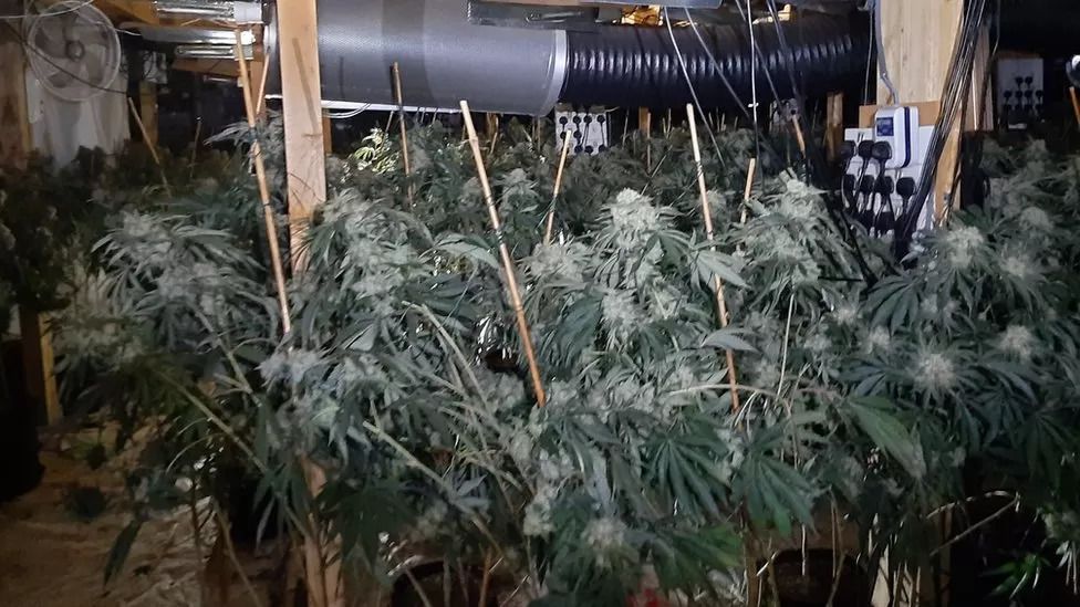 Bristol cannabis factory worth £3.5m discovered by police
