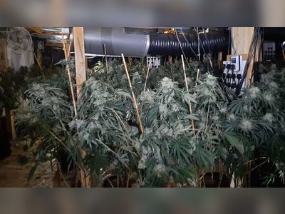 Bristol cannabis factory worth £3.5m discovered by police