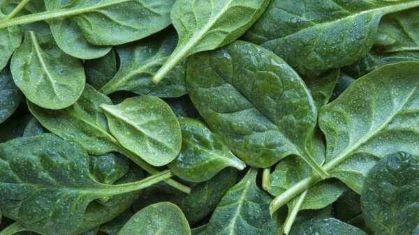 Toxic spinach causes hallucinations and delirium in Australia