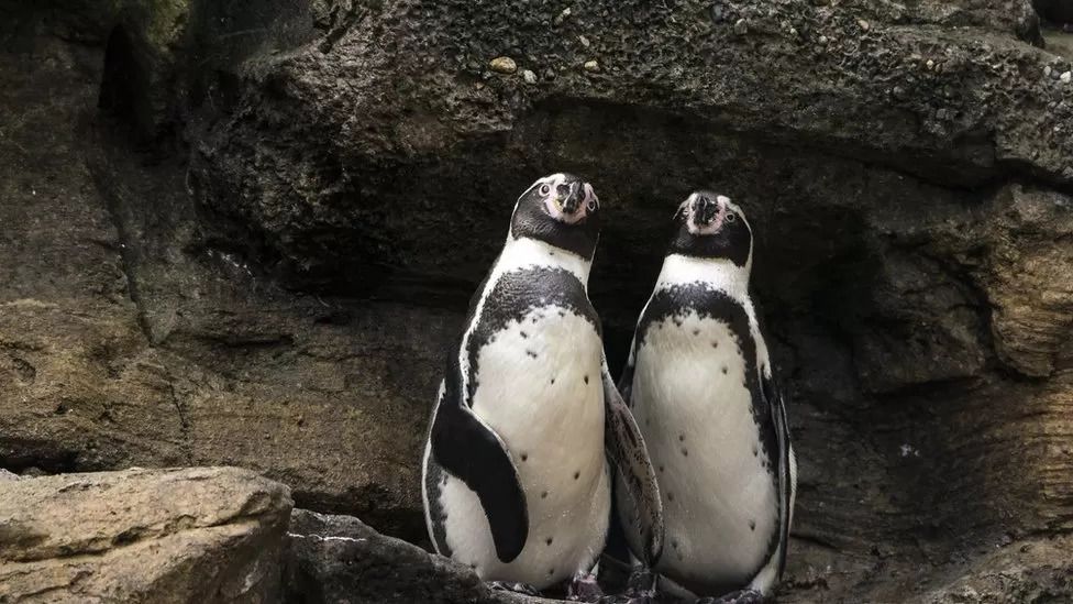 Marwell Zoo penguins isolating due to bird flu given all-clear