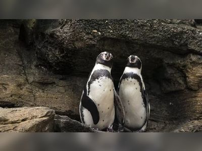Marwell Zoo penguins isolating due to bird flu given all-clear