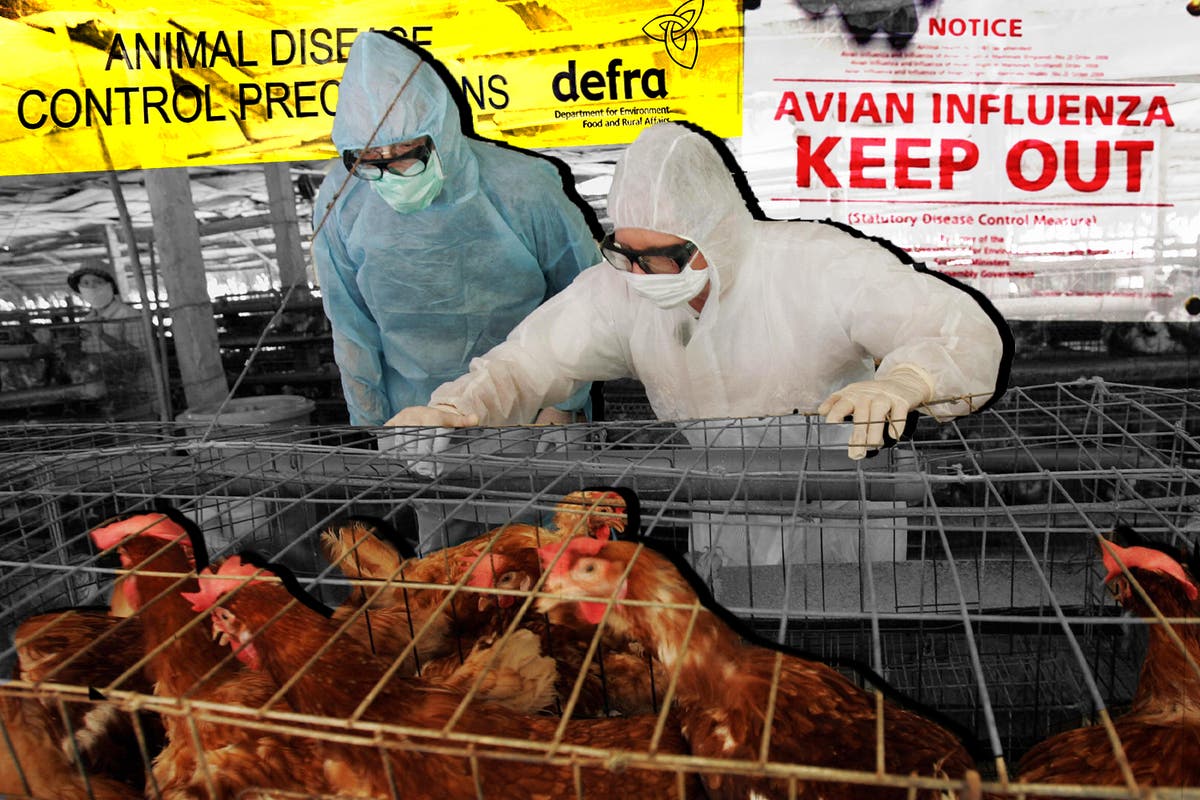 Is Britain ‘sleepwalking’ into a human bird flu pandemic? Why experts are worried