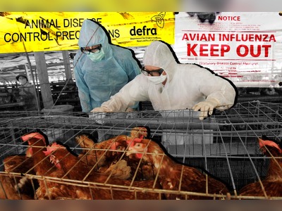 Is Britain ‘sleepwalking’ into a human bird flu pandemic? Why experts are worried