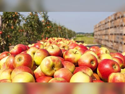 British apples under threat: How Brexit, supermarkets and the cost of living pushed growers to the brink