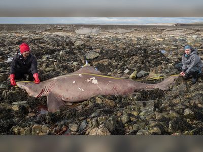 Wexford shark: Rare 14ft fish washes up on beach