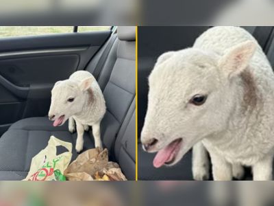 Scotland Cops Stop To Find A Car Full Of Heroin, Cocaine, Chips. And Also A Lamb