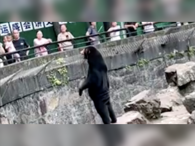 A zoo in China insists this is a bear, not a man in a bear suit