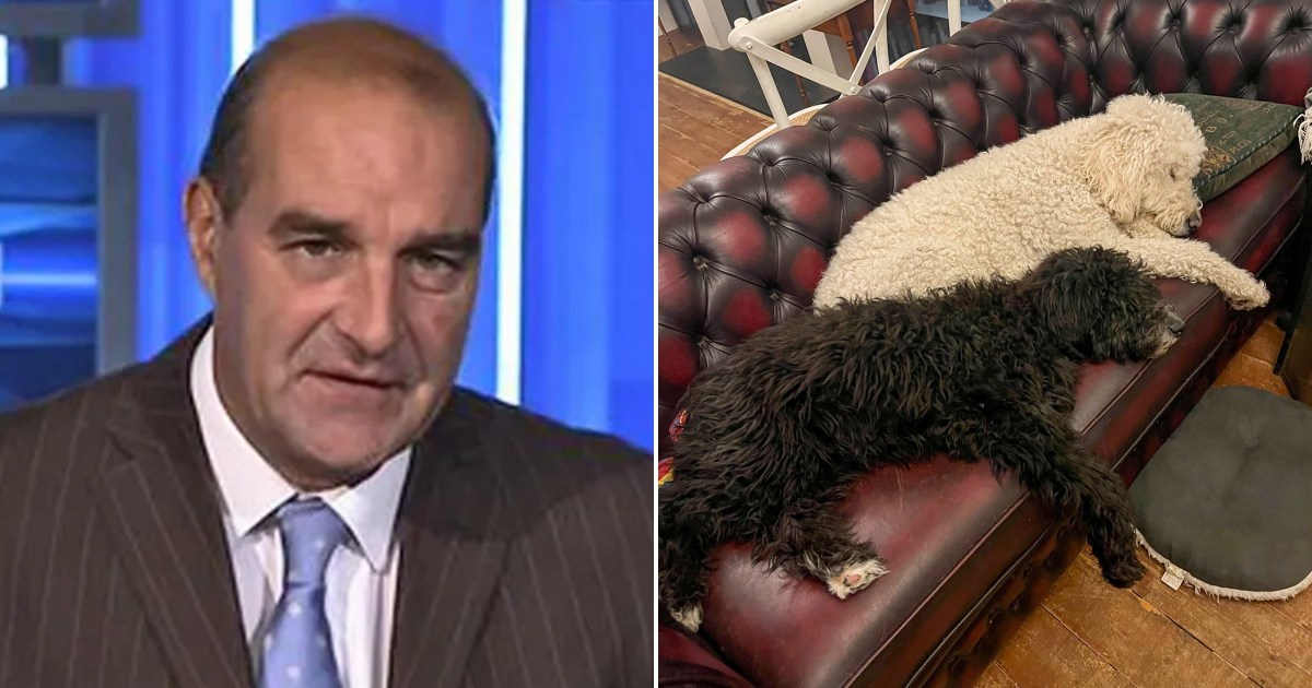 Dog owner reunited with pets nearly a year after walker was mauled to