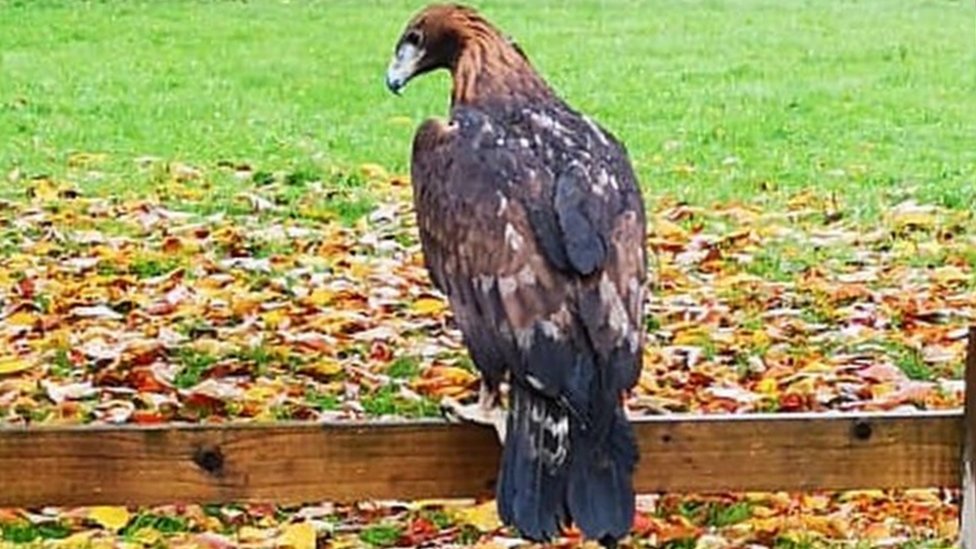 Cardiff: Golden eagle spotted in St Mellons park - London Daily