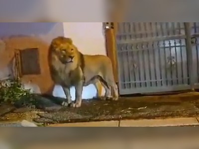 Lion escapes from circus and roams the streets leaving locals terrified